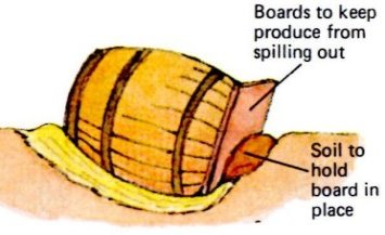 barrel root cellar