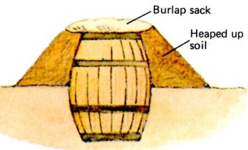 barrel root cellar